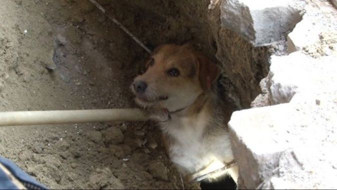 Yavru köpeği inşaat işçilerinin dikkati kurtardı