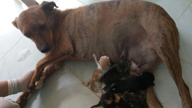 5 yavru kediye de annelik yapıyor