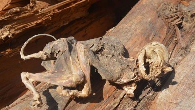 500 yıllık ağacın içinden hayvan fosili çıktı