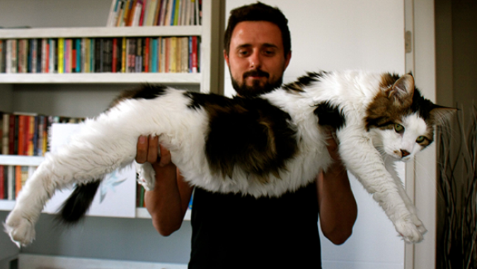 7,5 kiloluk kedi görenleri şaşırtıyor