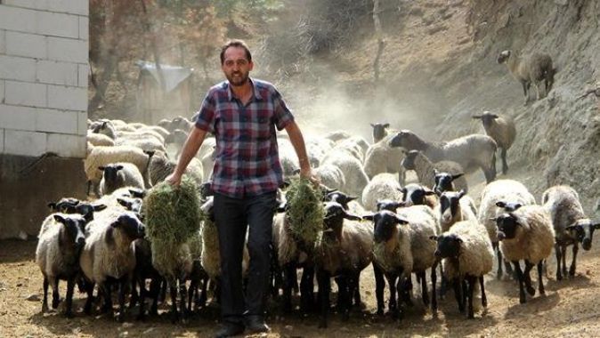 Beşiz doğuran koyunlarla taleplere yetişemiyor