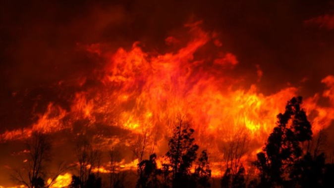 Düzce&#039;de orman yangını