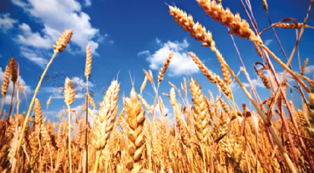 Fakıbaba: Buğday üretimi  tüketime yetiyor