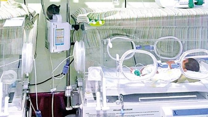 Hastanenin yeni doğan ünitesinde fare skandalı