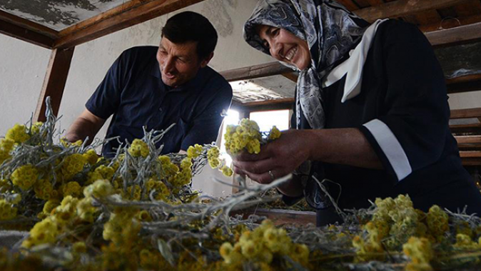 Kars&#039;ta köylü kadınlar bitki kurutma atölyesi kurdu