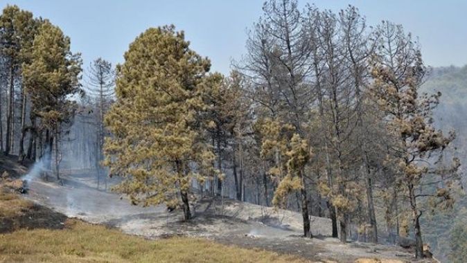 Sakarya&#039;daki orman yangını kontrol alına alındı