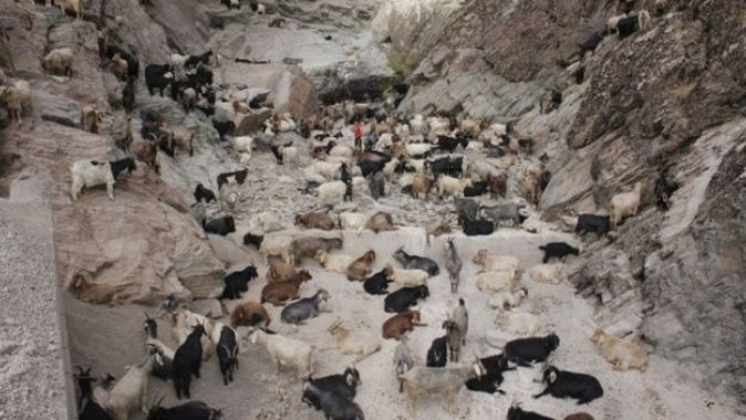 Sürü psikolojisi 120 keçiyi telef etti
