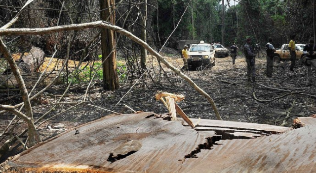 Amazon ormanlarındaki çevre koruma büroları ateşe verildi