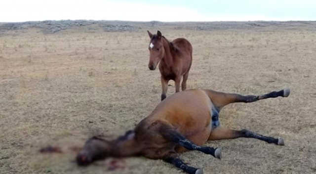 At hırsızları, kendileri ile gelmek istemeyen atı yavrusunun önünde vurdular
