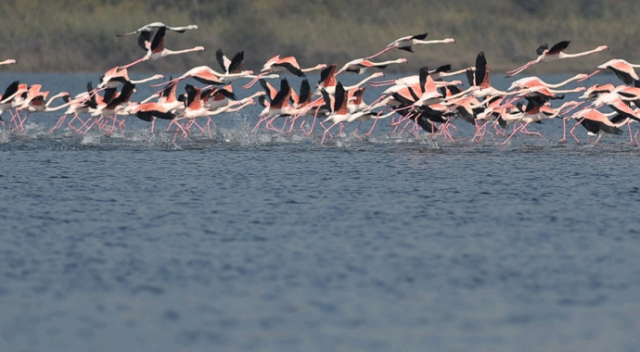 Flamingolar Türkiye’yi sevdi