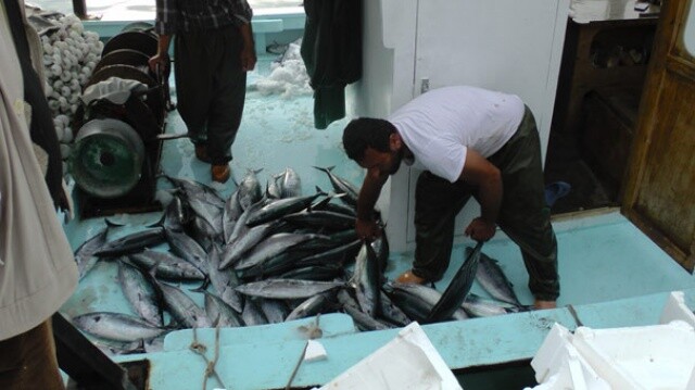 Karadenizli balıkçılar tek seferde 600 torik yakaladı