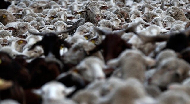 Madrid&#039;de koyunlar şehre indi