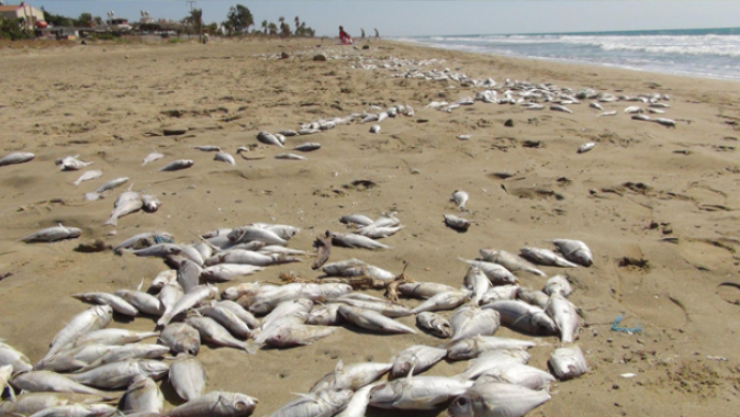 Mersin&#039;de yüzlerce balık karaya vurdu