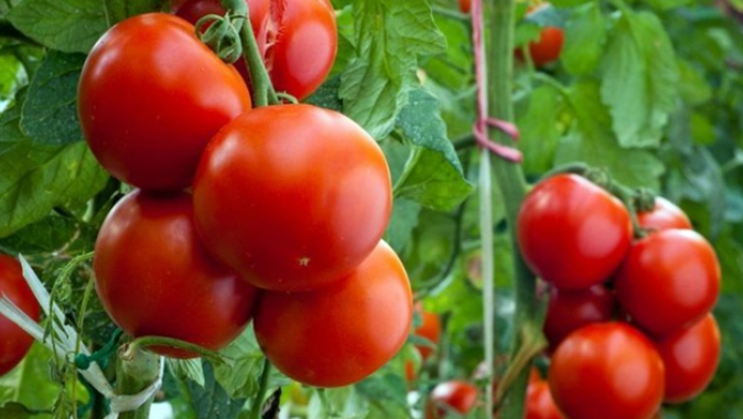 Rusya kapsını 50 bin ton Türk domatesi için açıyor