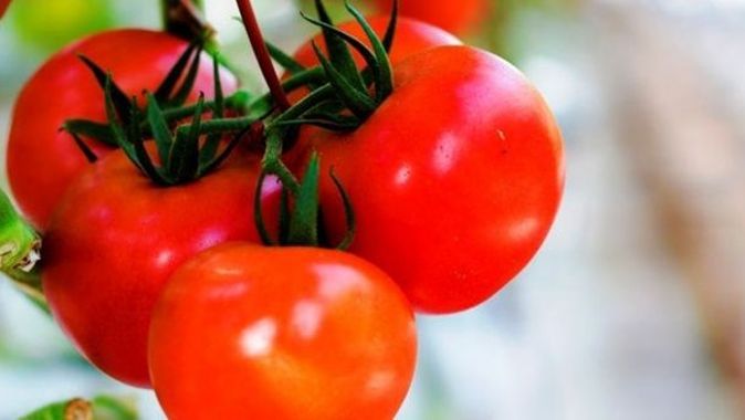 Rusya, Türk domatesine uygulanan sınırlamaları kaldırdı