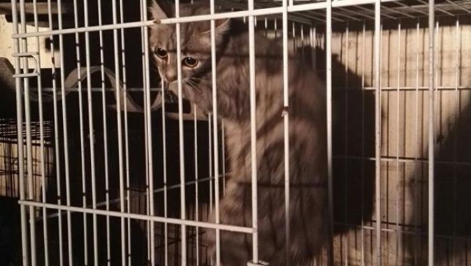 Yazlıkta mahsur kalan kedi savcıdan izin alınarak kurtarıldı