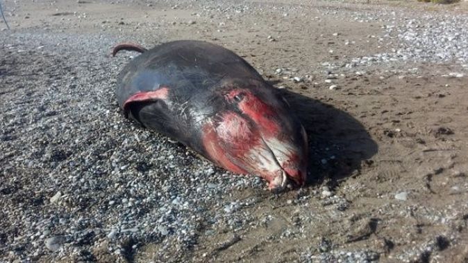 Antalya’da kıyıya 5 metrelik ölü balina vurdu