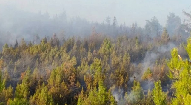 Denizli’de orman yangınında 1.5 hektarlık alan yandı