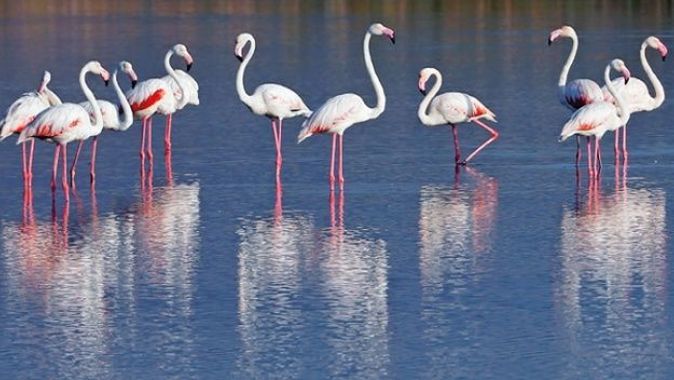 Flamingolara özel koruma