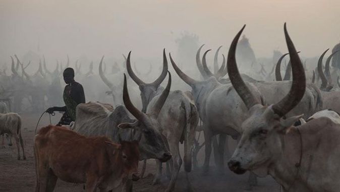 Güney Sudan&#039;da sığır hırsızları hayvancılık yapan kabileye saldırdı: 40 ölü