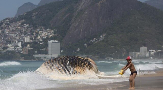 Brezilya&#039;da kambur balina ölüsü karaya vurdu