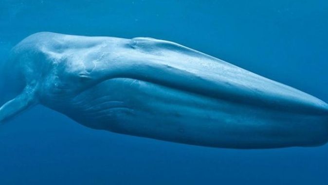 Mavi Balina Nedir? | Whale Blue görevleri Nelerdir? (Mavi Balina cezası ne?)
