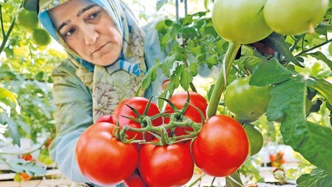 Rusya’ya domates  ihracatı başladı