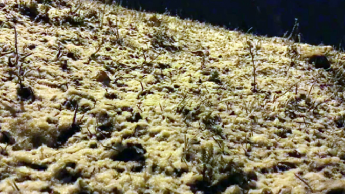 Sarıkamış’ta kar yağışı başladı