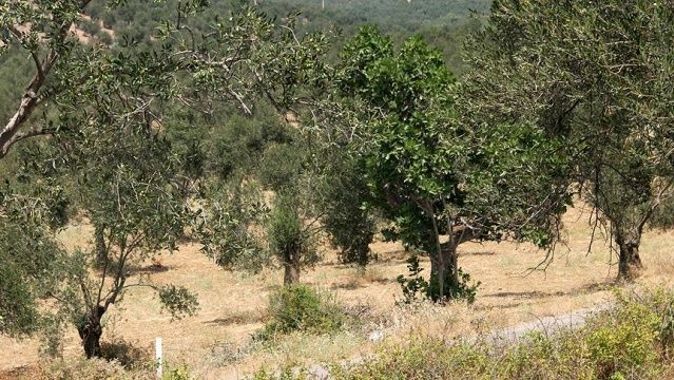 Terör örgütü PKK/PYD, Afrin&#039;deki çiftçilerin ürünlerine göz dikti