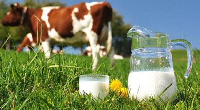 Toplanan inek sütü miktarı Eylül&#039;de arttı