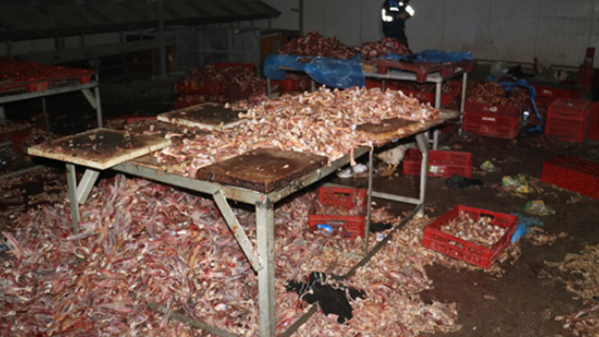 Adana’da 3 ton kesilmiş kaçak tavuk ele geçirildi