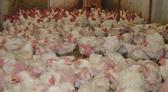 Adana&#039;da kaçak tavuk kesimhanesine baskın