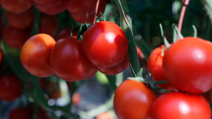 Agrobay, sera domatesinde dünyanın en büyüğü olmayı hedefliyor