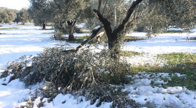 Çanakkale&#039;de fırtına ve kar zeytin ağaçlarına zarar verdi