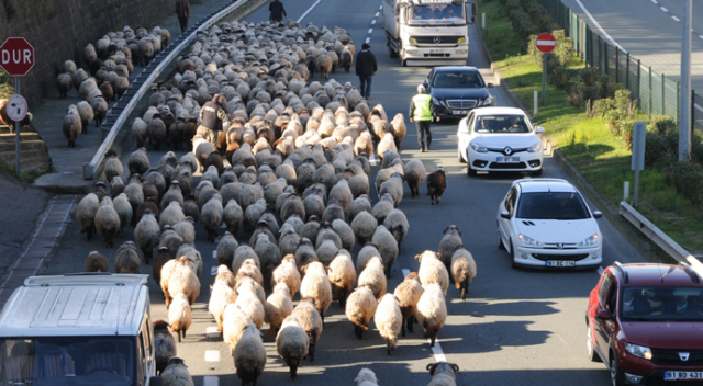 Koyun sürüsü karayoluna daldı, trafik birbirine girdi