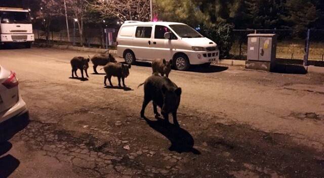 Tunceli&#039;de yaban domuzları, şehre inmeyi alışkanlık etti