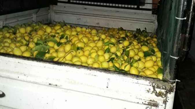1 ton limon çaldılar