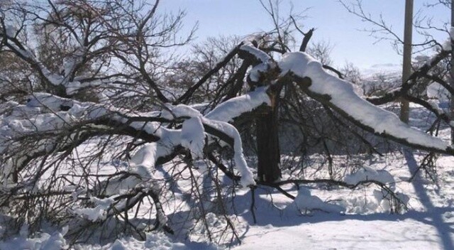 Aşırı kar yağışı ağaçların dallarını kırdı
