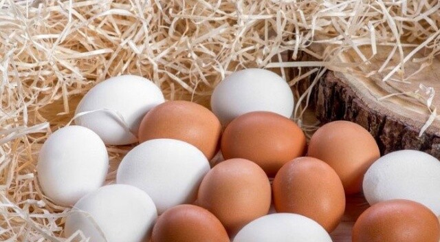 Avrupa yumurta  alımına başladı