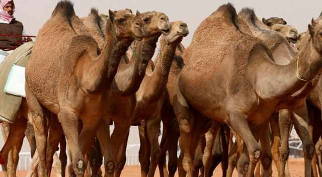 Botokslu develer diskalifiye edildi