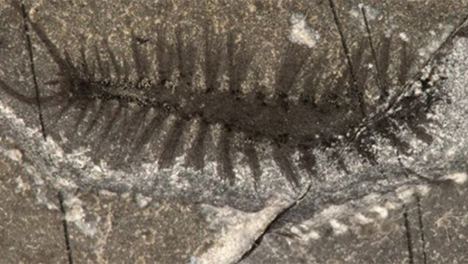 Kanada&#039;da 508 milyon yıllık solucan fosilleri bulundu