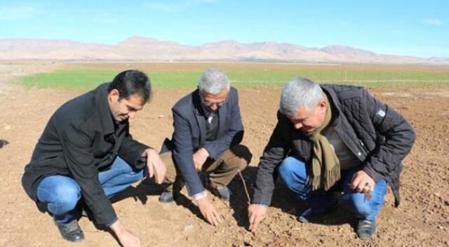 Türkiye son 44 yılın en kurak kışını yaşıyor! Tohumlar tarlada çürüdü