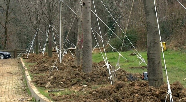 Maçka Parkı’ndaki 176 ağaç, Sarıyer Mehmet Akif Ersoy Tabiat Parkı’na dikildi