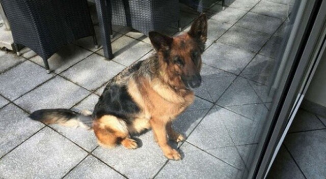 Almanya&#039;da kaybolan köpek İsviçre&#039;de bulundu