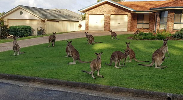 Avustralyalı ailenin bahçesini kangurular bastı