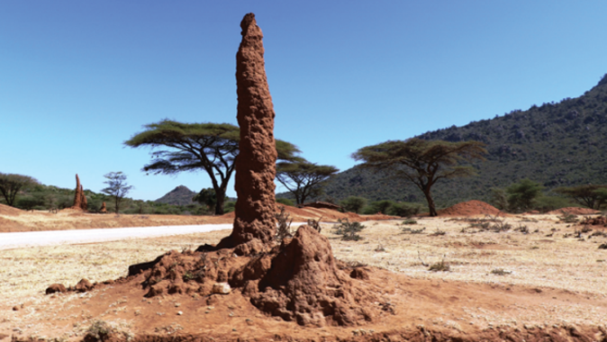 Etiyopya’da hayran bırakan karınca gökdelenleri