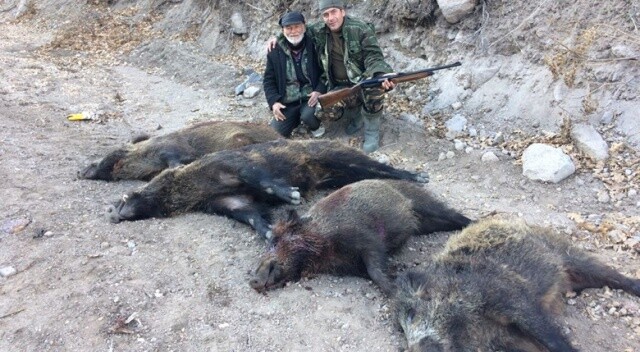 Zirai üretime zarar veren domuzlar için av düzenlediler!