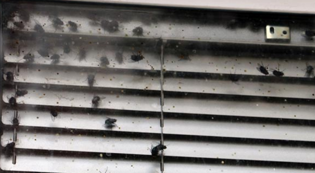 Antalya’da boş ofiste yüzlerce sinek gören vatandaşlar, polisi alarma geçirdi