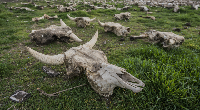 Boş arazide yüzlerce hayvan kemiği bulundu