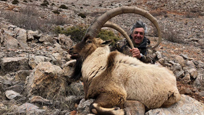 Boynuz uzunluğu 120 santimetre olan dağ keçisi avlandı